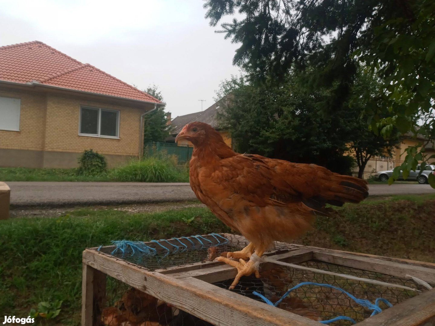 Jercek és kakasok kaphatók