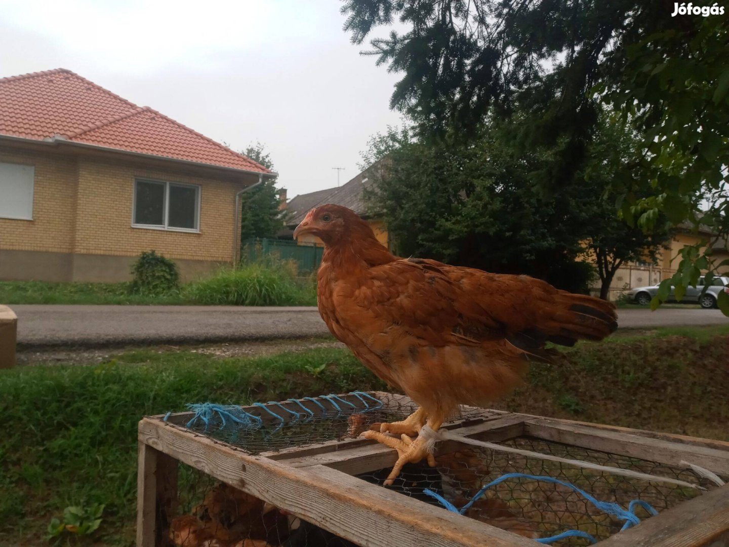 Jércék és kakasok kaphatók