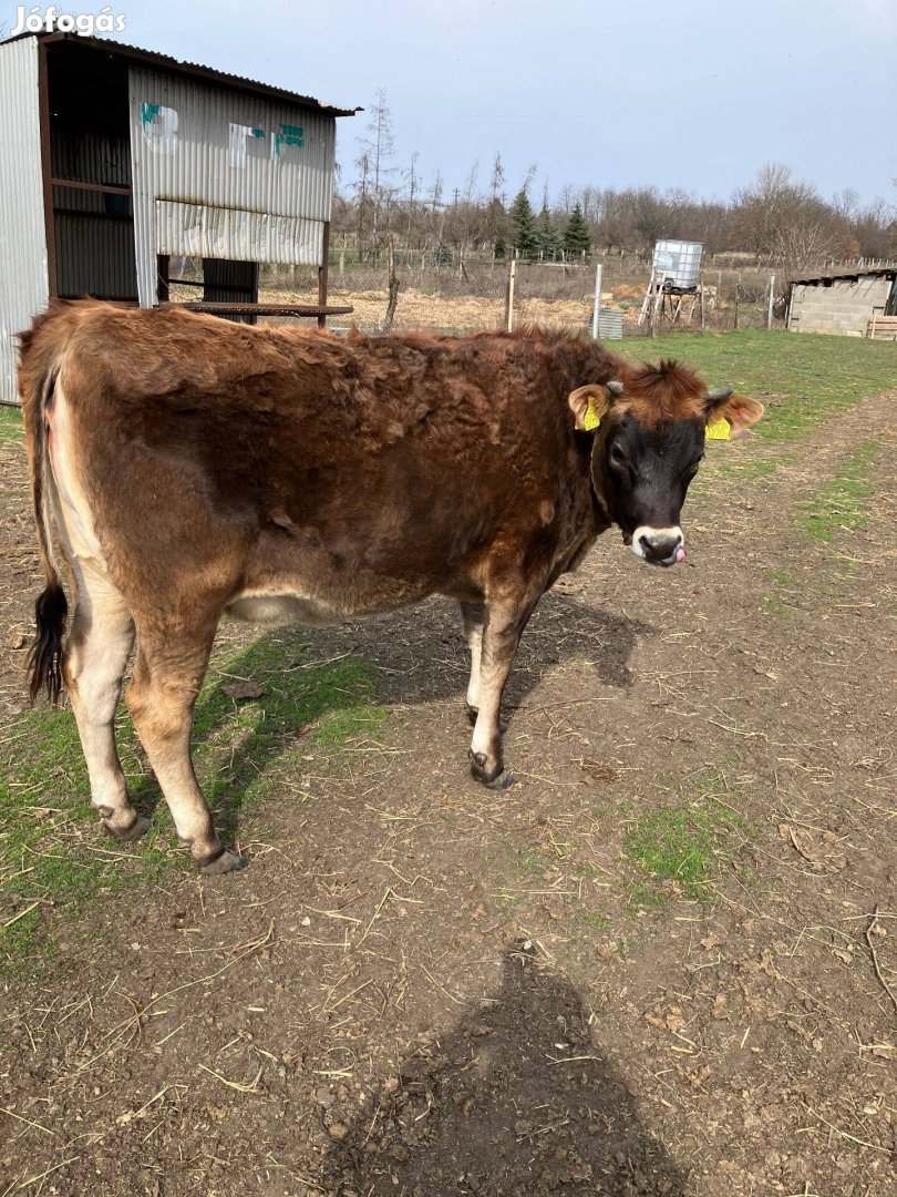 Jersey Borjú eladó
