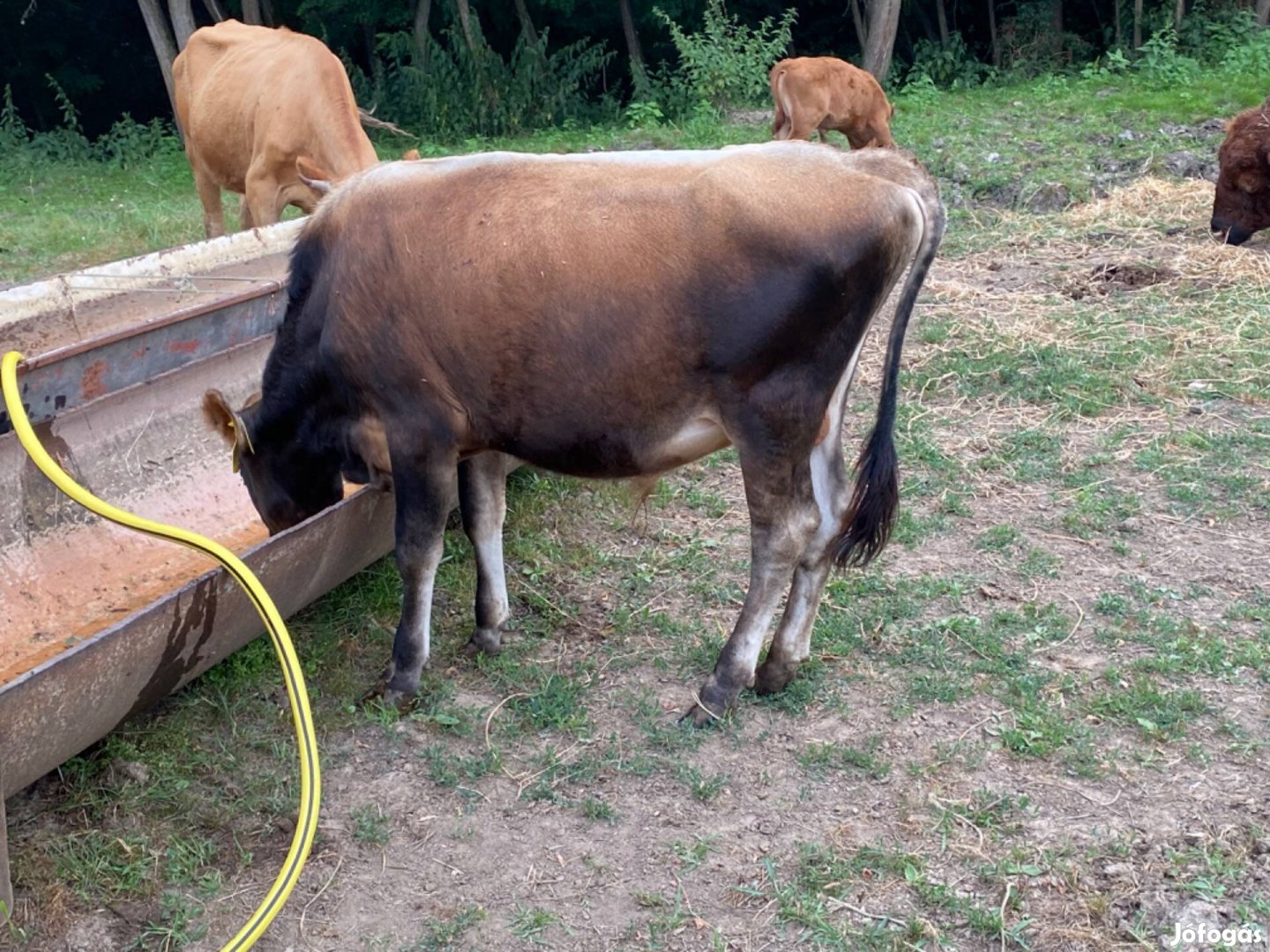 Jersey bika borjú