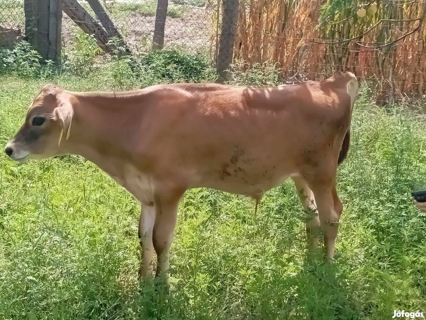 Jersey bika borjú 