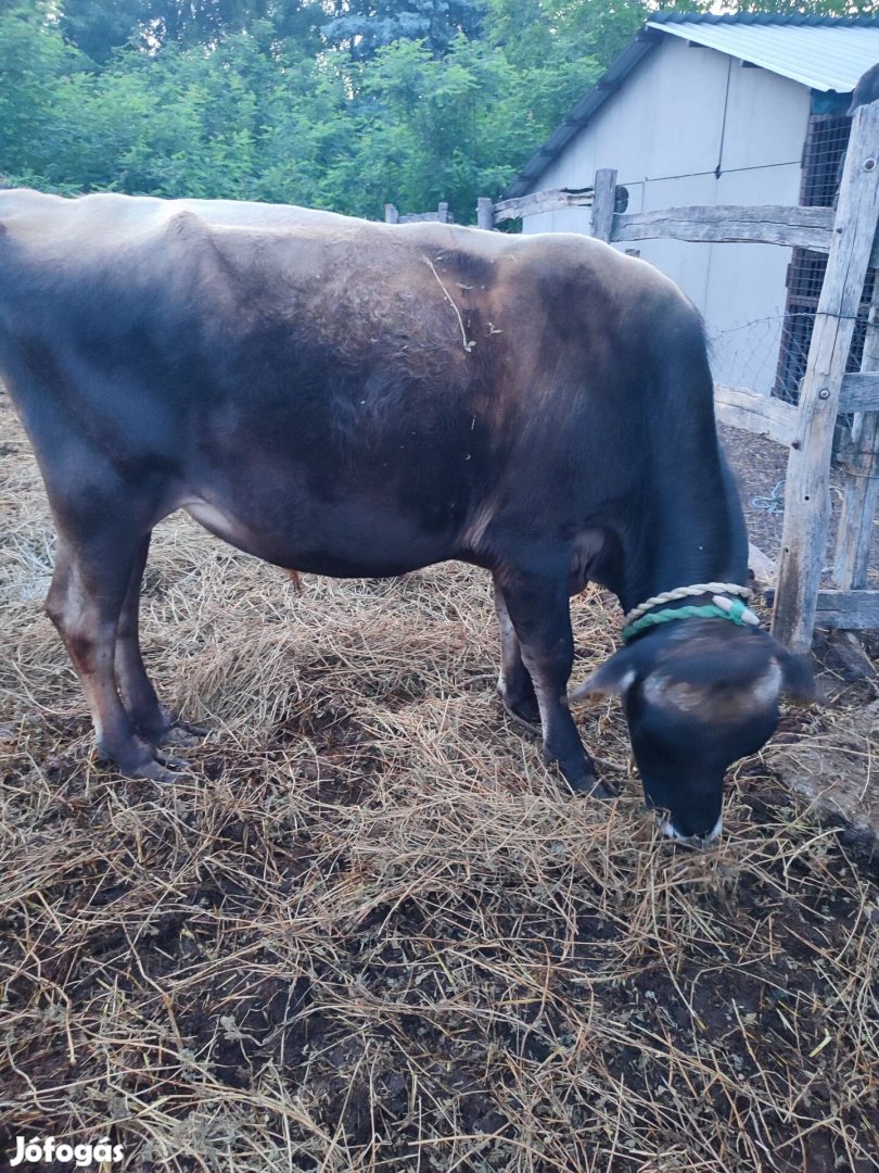 Jersey bikam máshol  keresne lányokat!