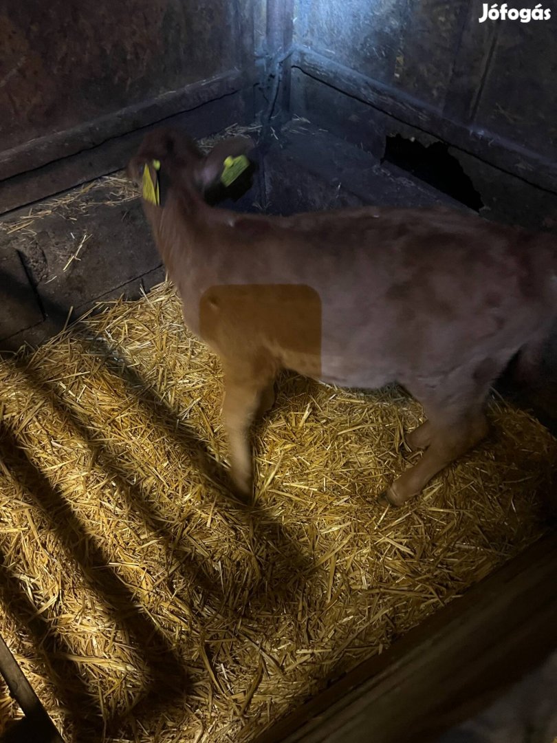 Jersey borjú eladó!