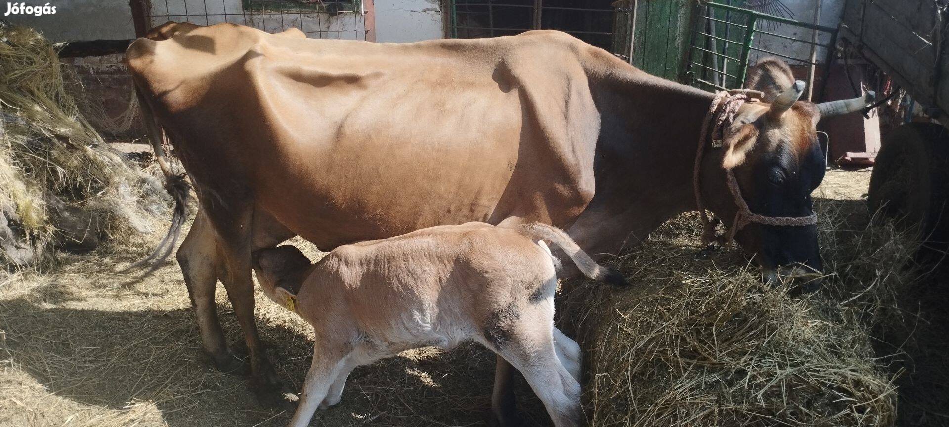 Jersey tehén borjával és borjak eladóak