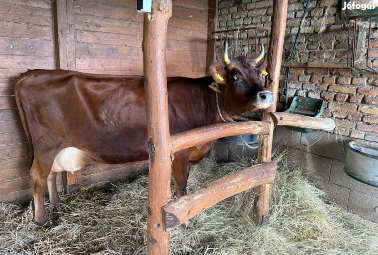 Jersey tehén eladó