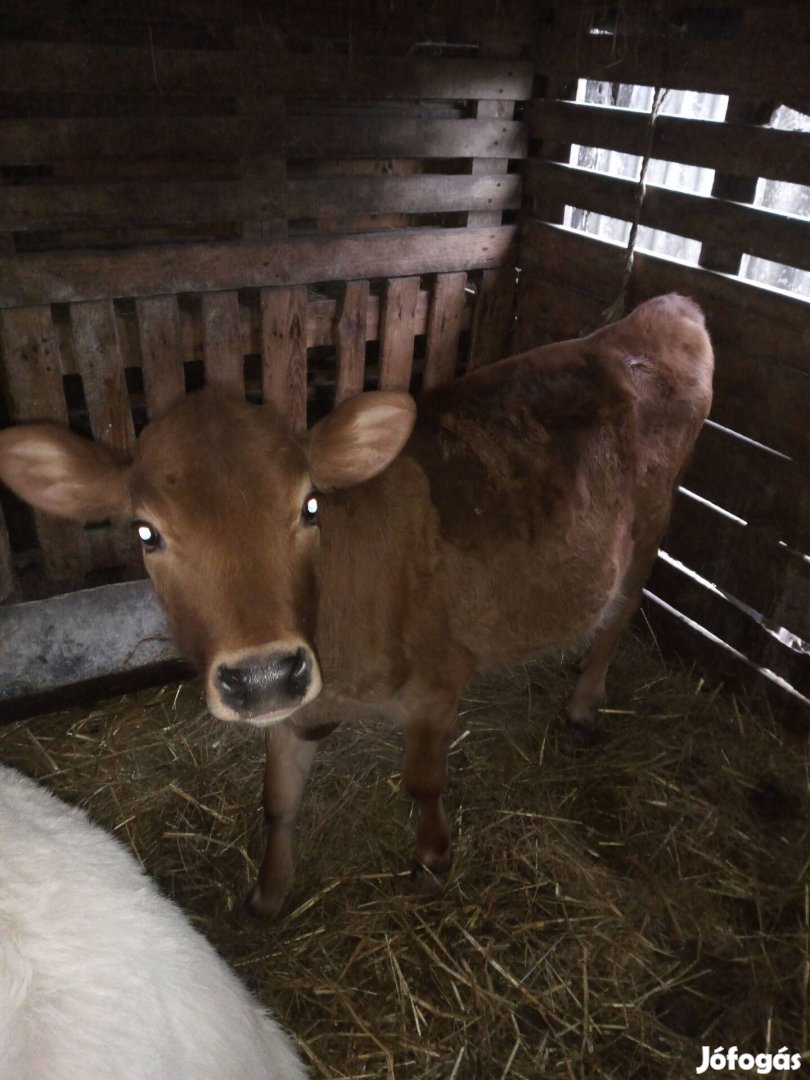 Jersey üsző borjú!