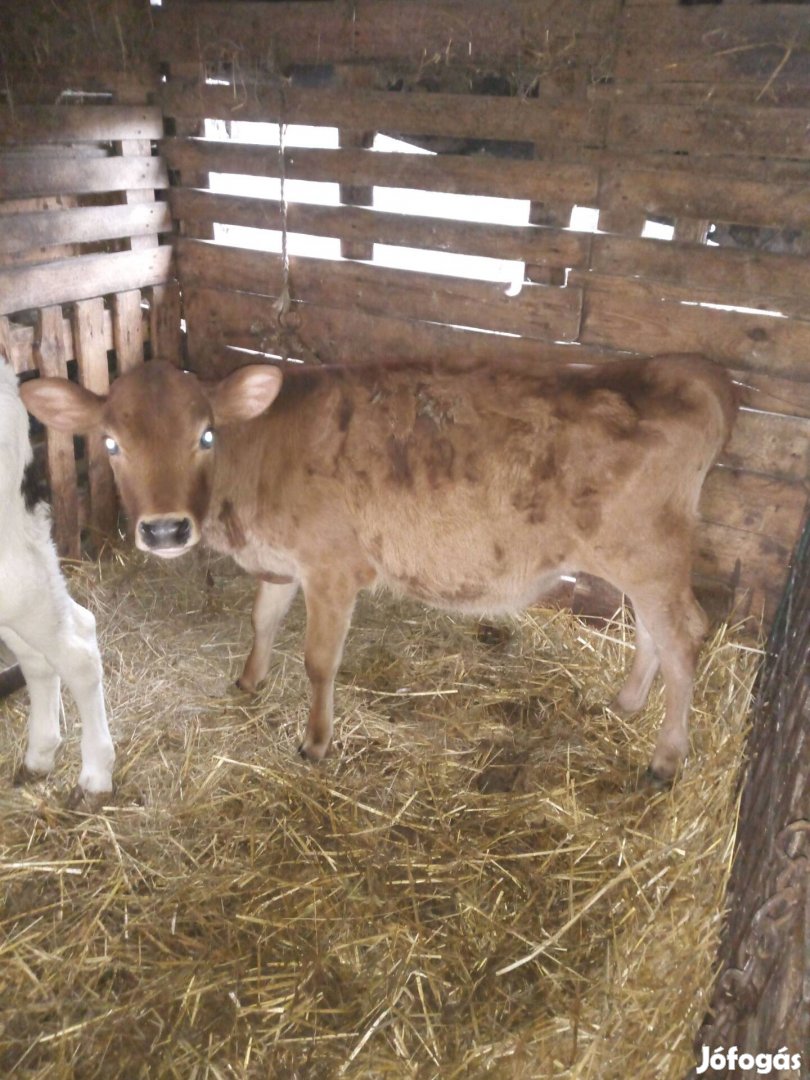 Jersey üsző borjú!