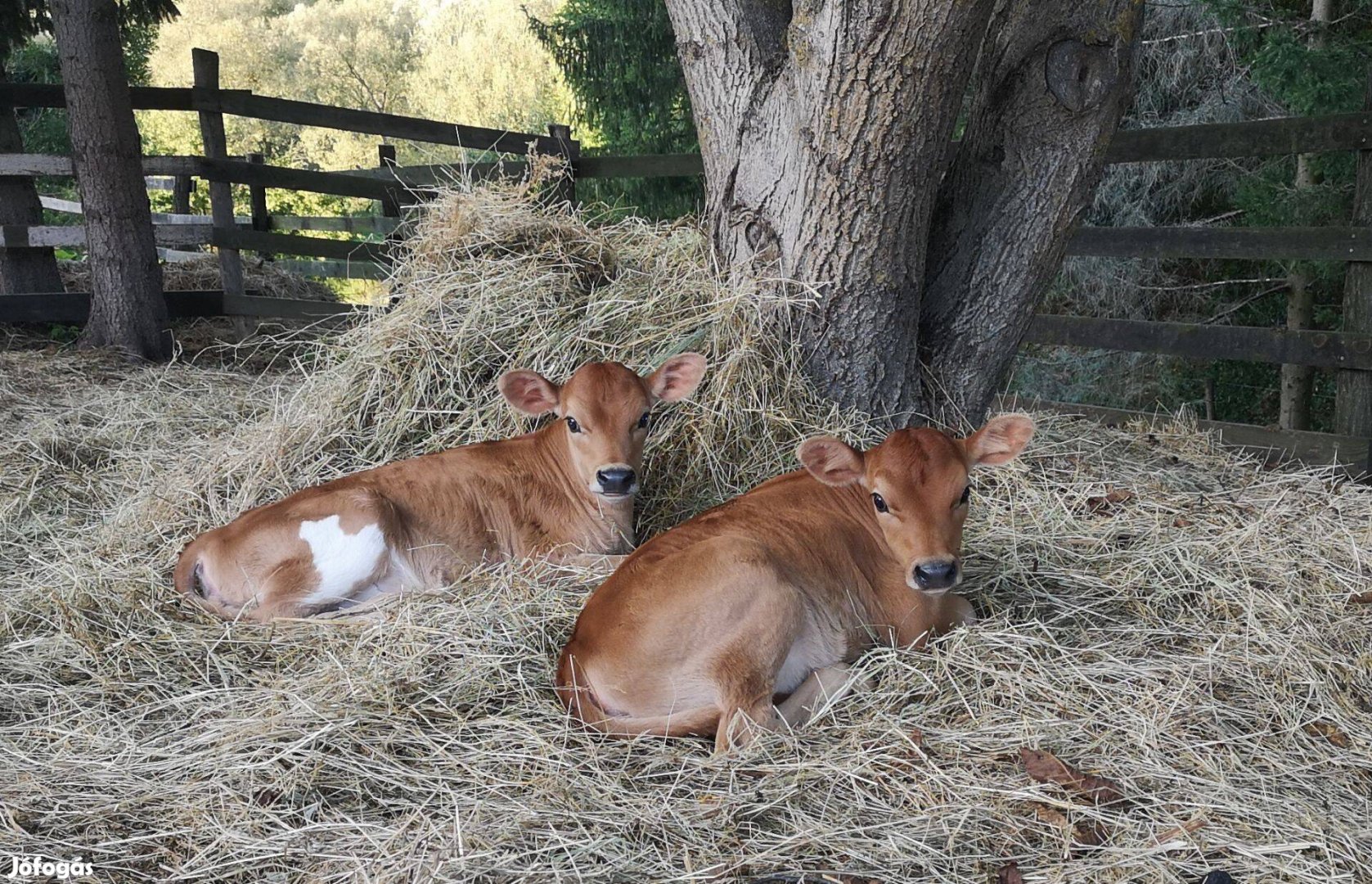 Jersey üsző borjúk eladók