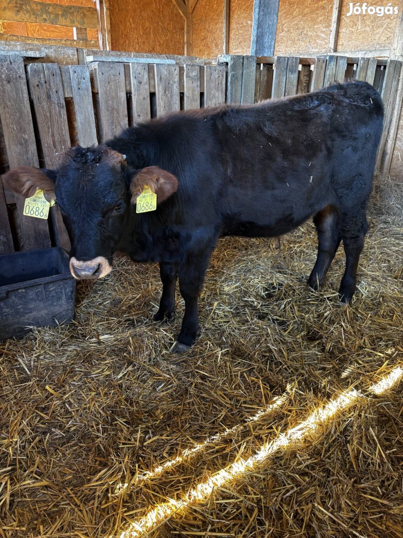 Jersey x Limousin bika borjú