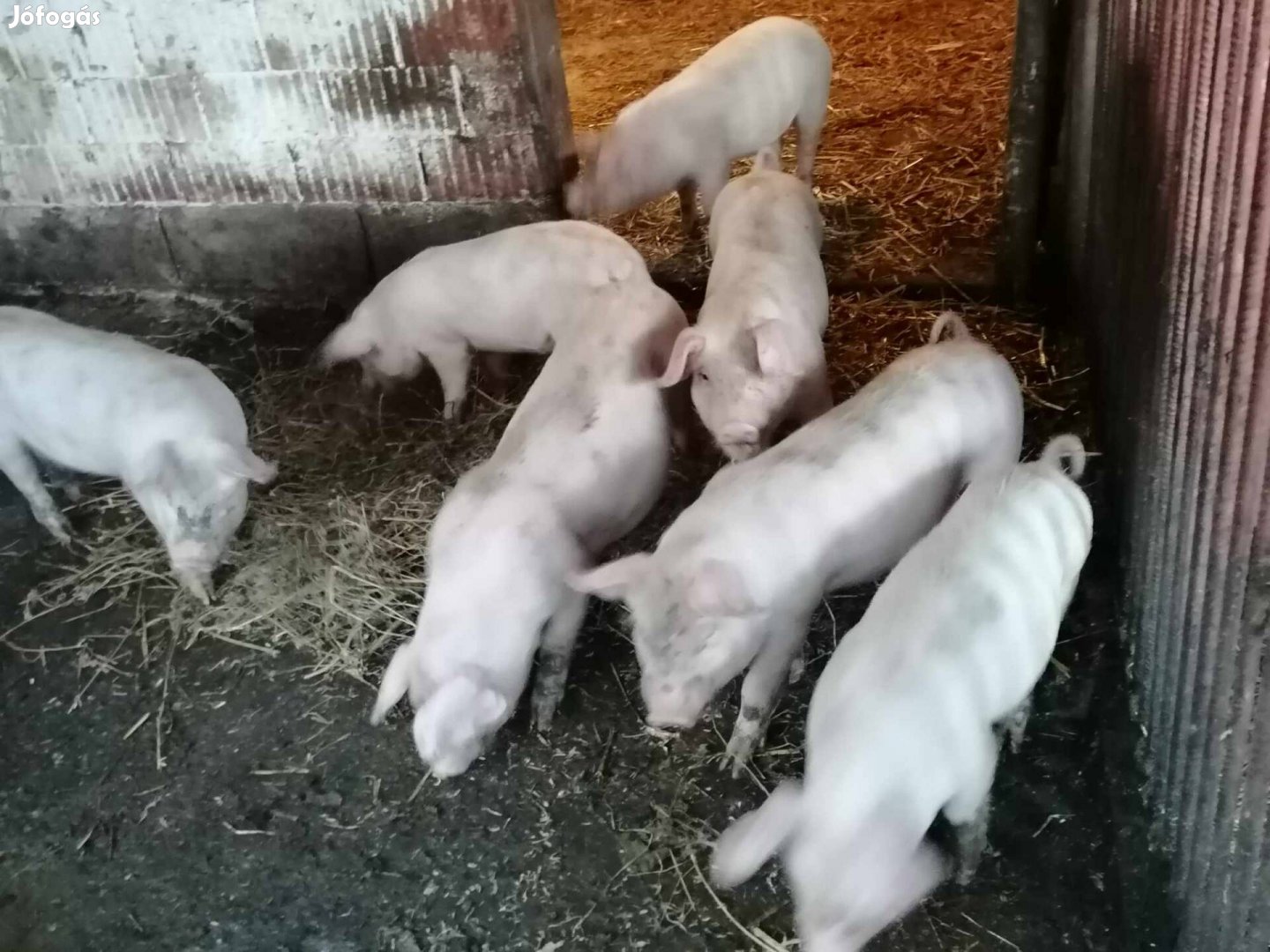 Jó etkes nagyfeher X ziegersz malacok eladók 2 csapat!