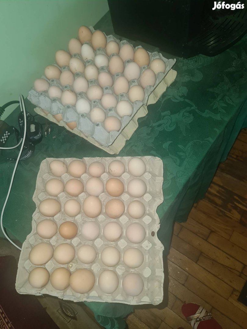 Jó fajta házi tojás