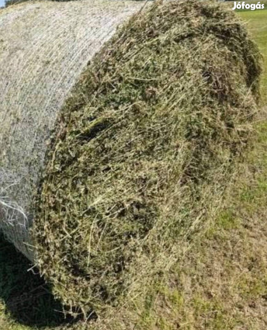 Jó minőségű lucerna