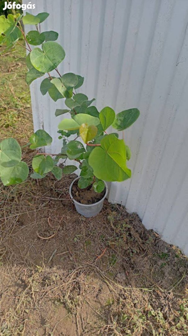 Júdásfa kont eladó