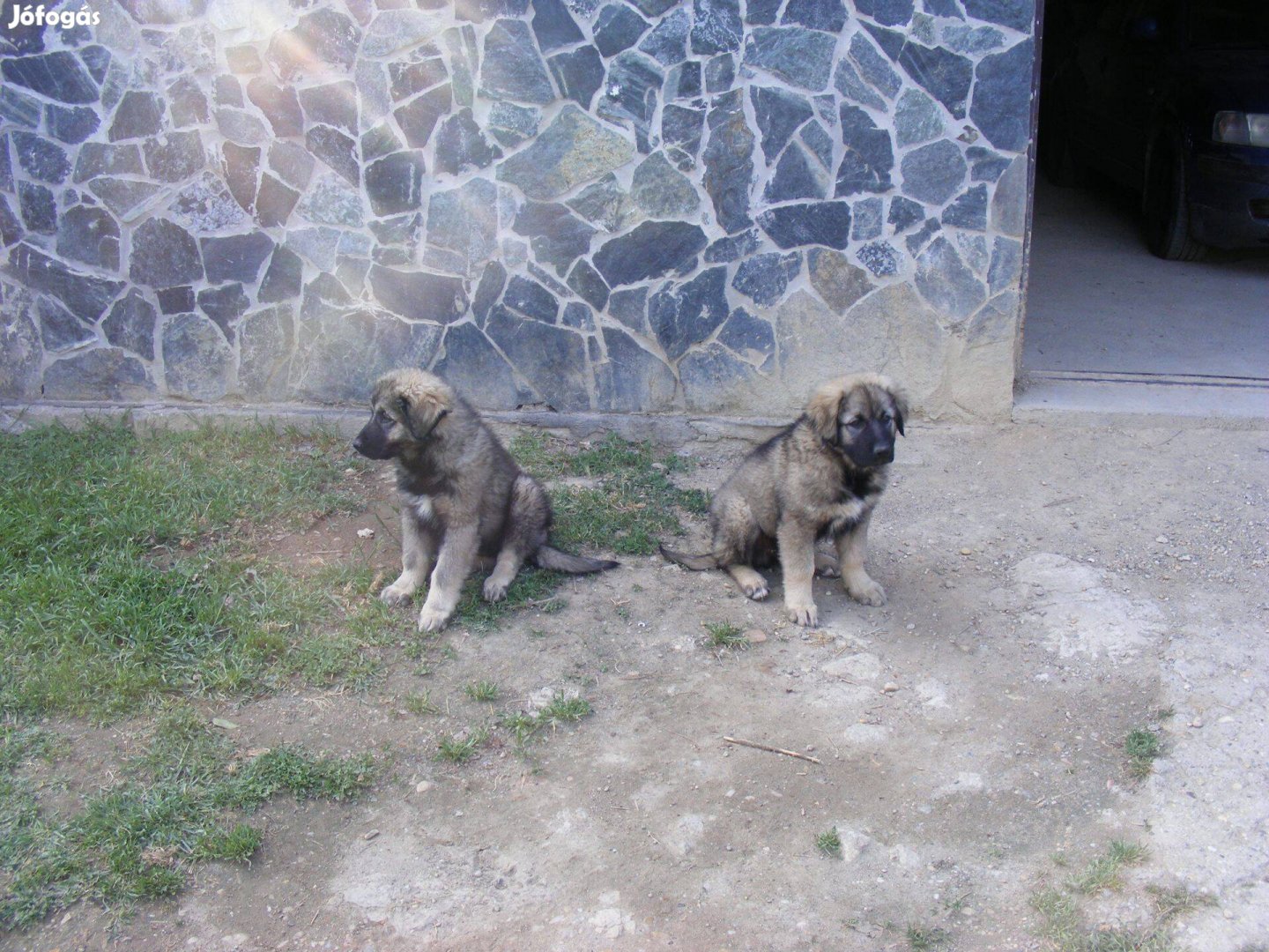Jugoszláv farkasölő, Sarplaninac jellegű kiskutyák gazdát keresnek,