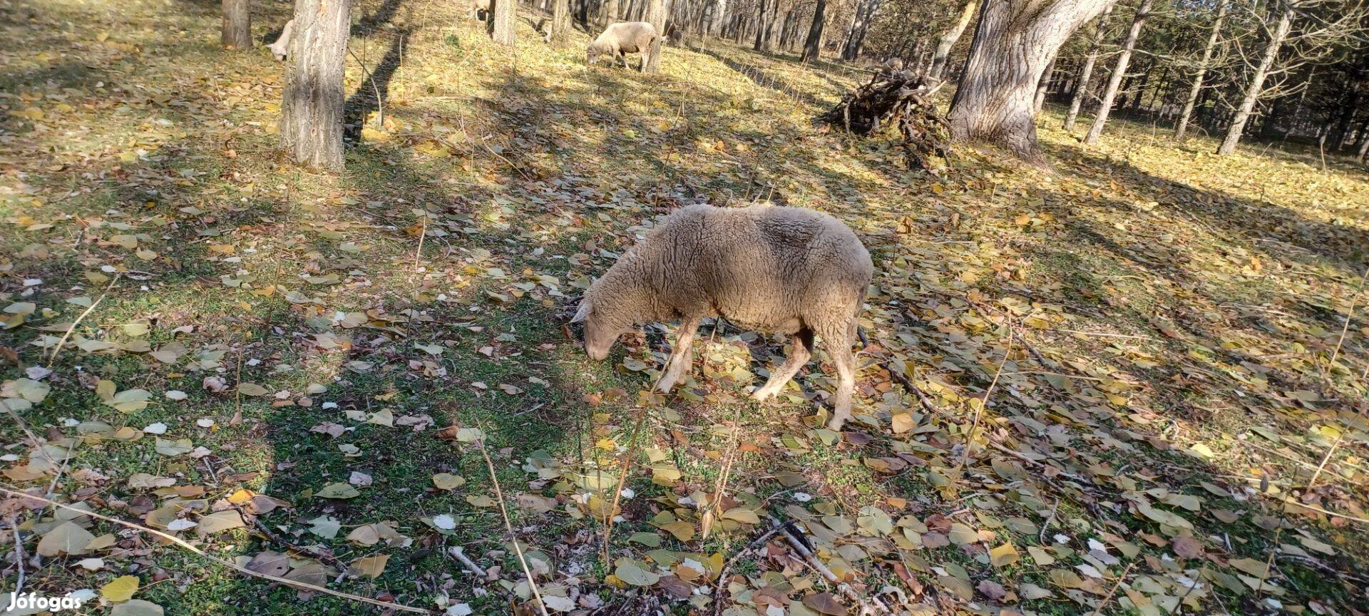 Juh birka anya eladó!