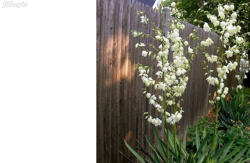 Jukka Yucca filamentosa