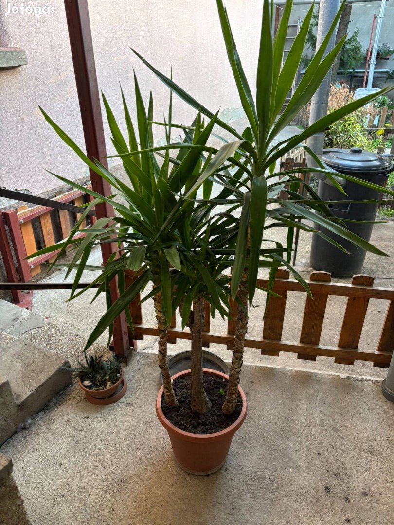 Jukka (Yucca elephatipes) 160cm magas