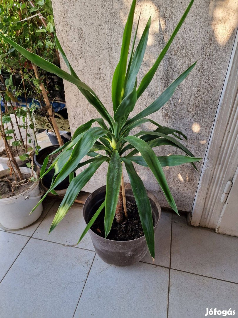 Jukka (Yucca elephatipes), yukka, pálmaliliom