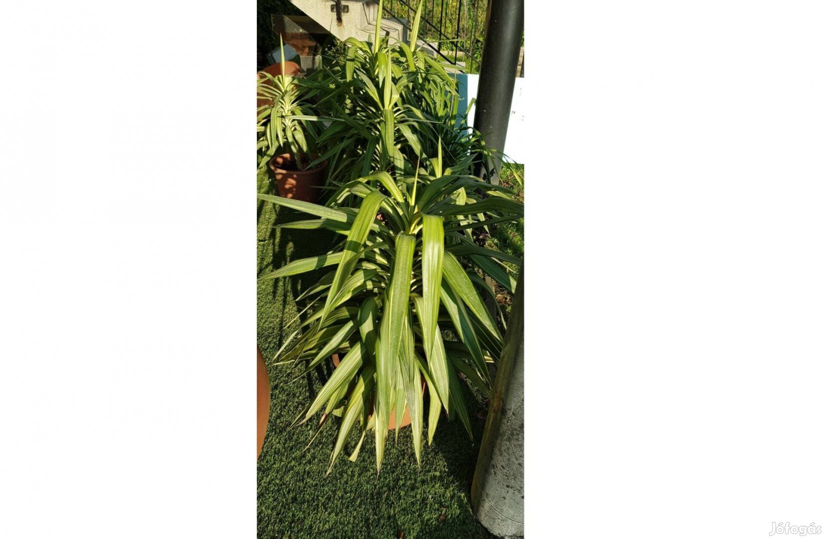 Jukka kb. 2 méter magas Yucca