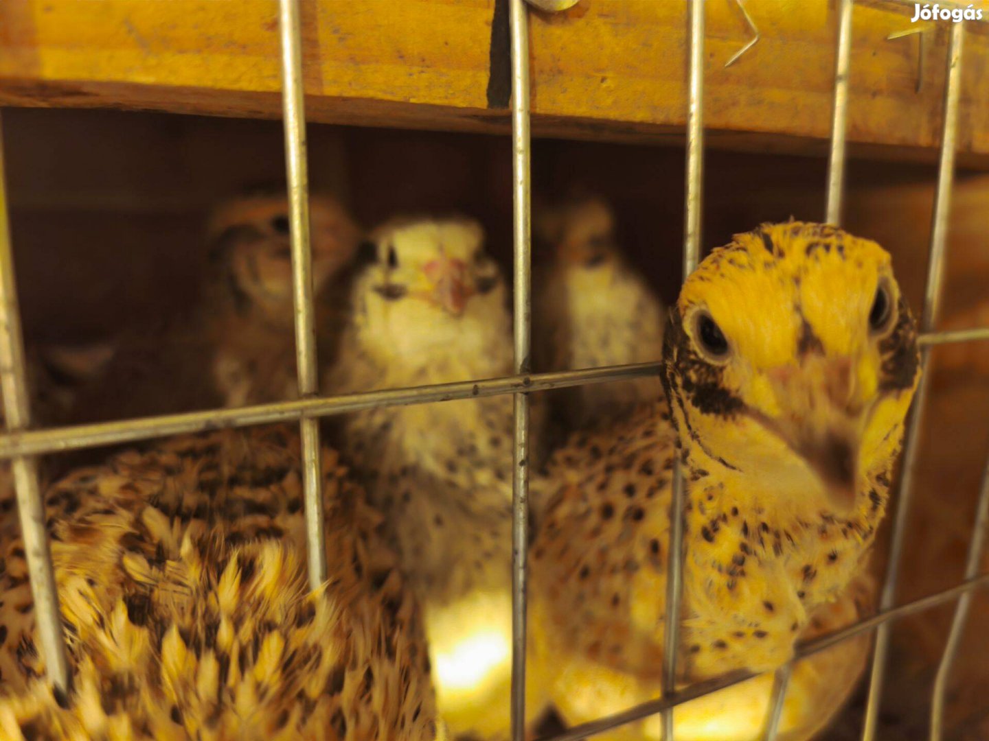 Jumbo, nagytestű fürj tojó