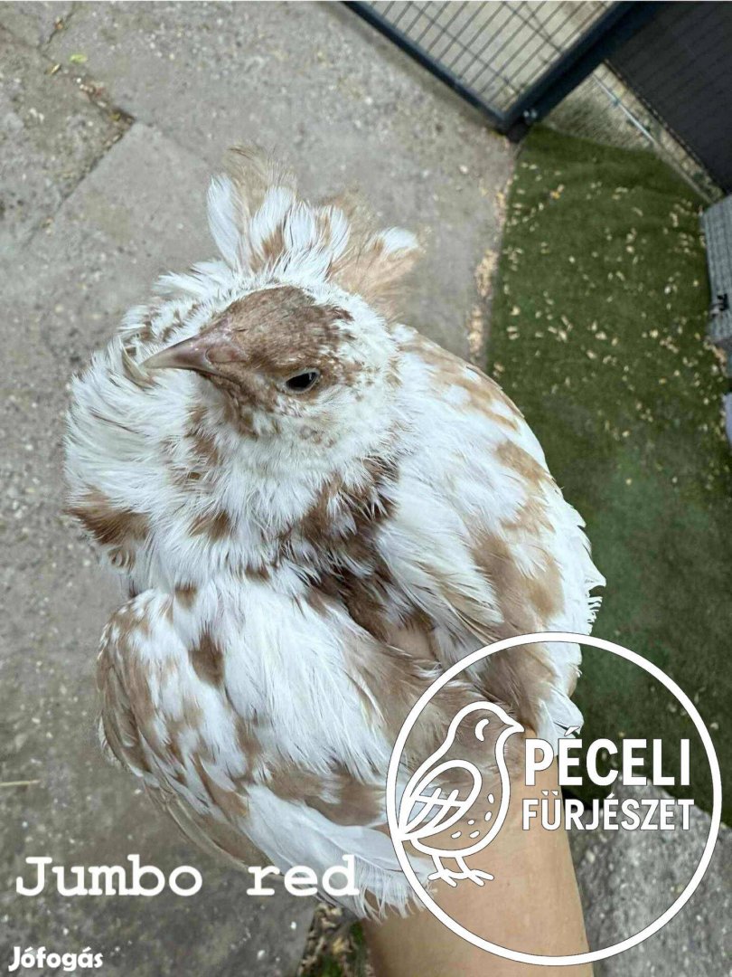 Jumbo red fürj tojás keltetésre
