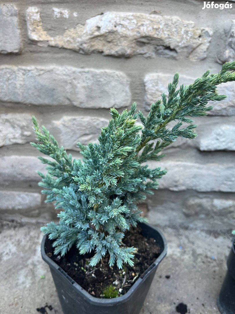 Juniperus squamata Meyeri Kék himalájai boróka