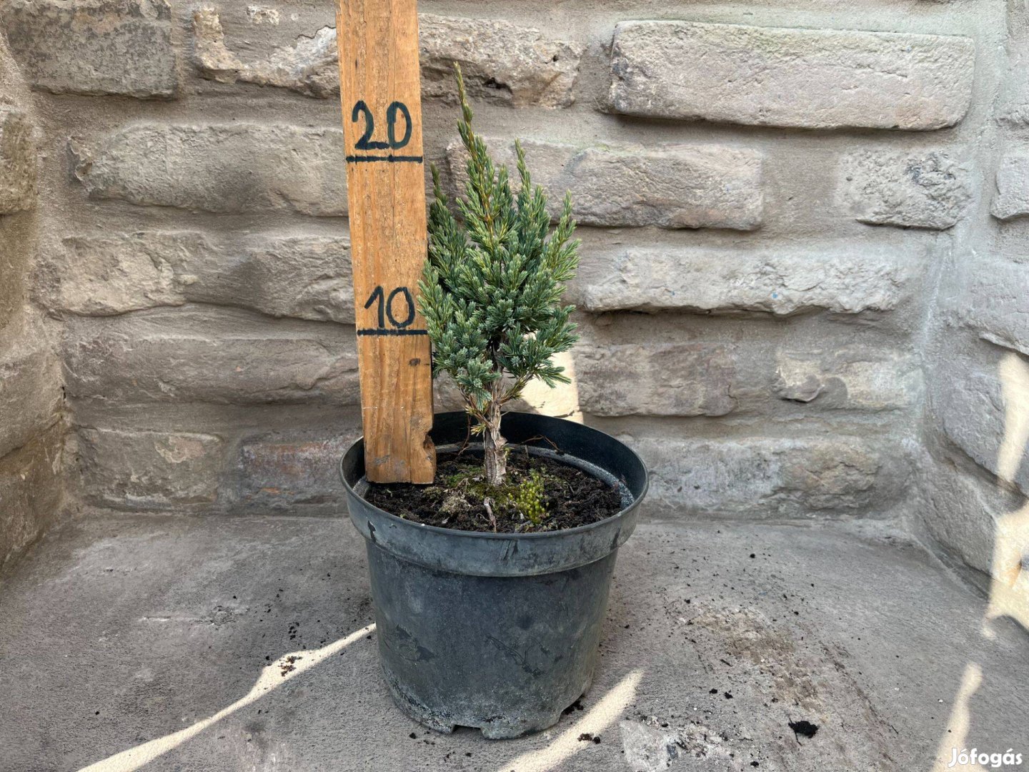 Juniperus squamata 'Meyeri' - Kék himalájai boróka