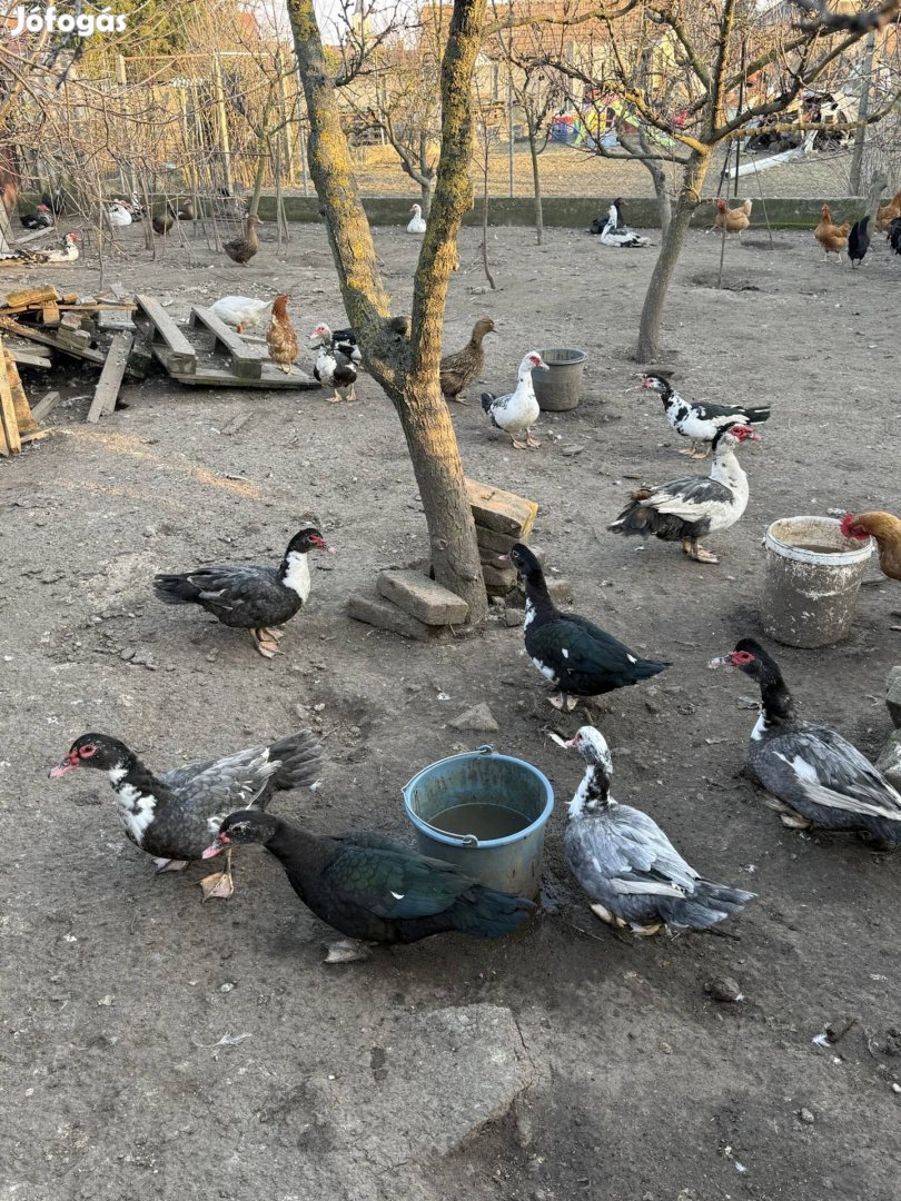 Kacsa Liba Tyúk eladó