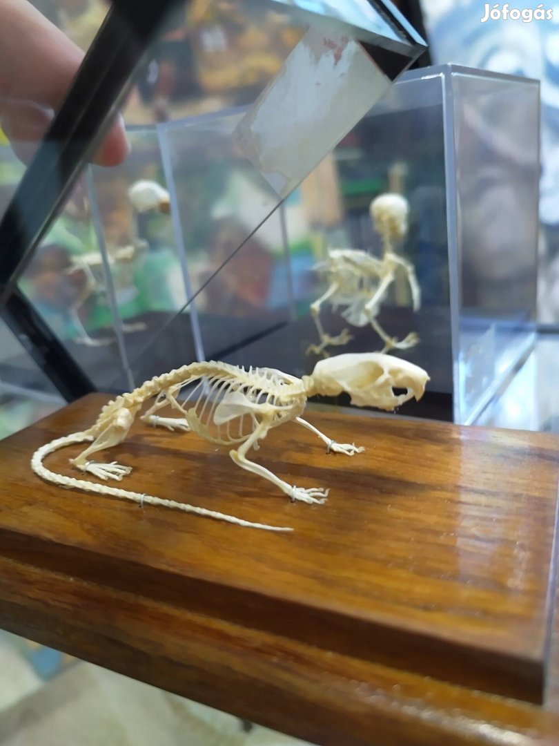 Kacsa, gyík, madár, marha anatómiai csontvázak (sceletum)