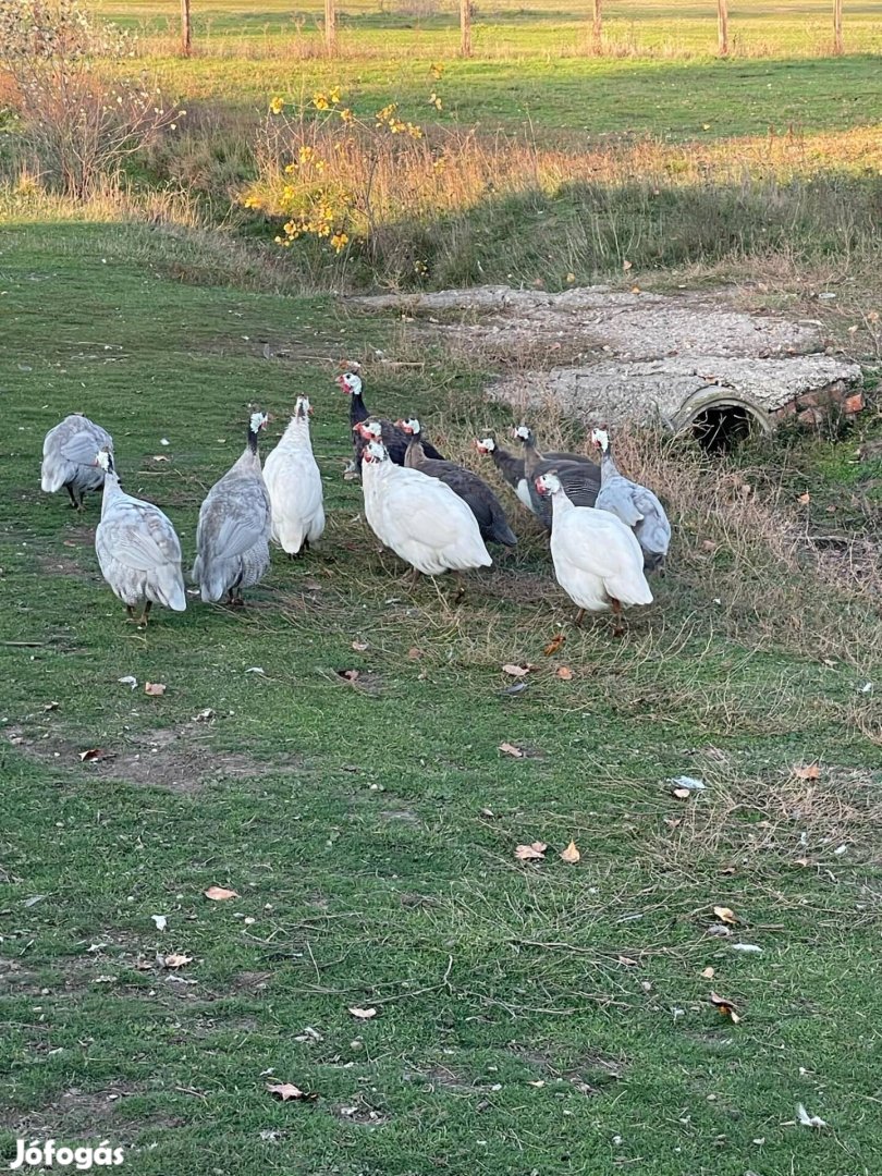 Kacsa, gyöngyi eladó 