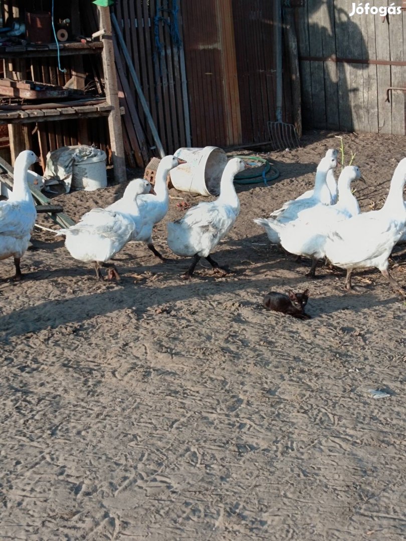 Kacsa és liba eladó vagy cserélhető 