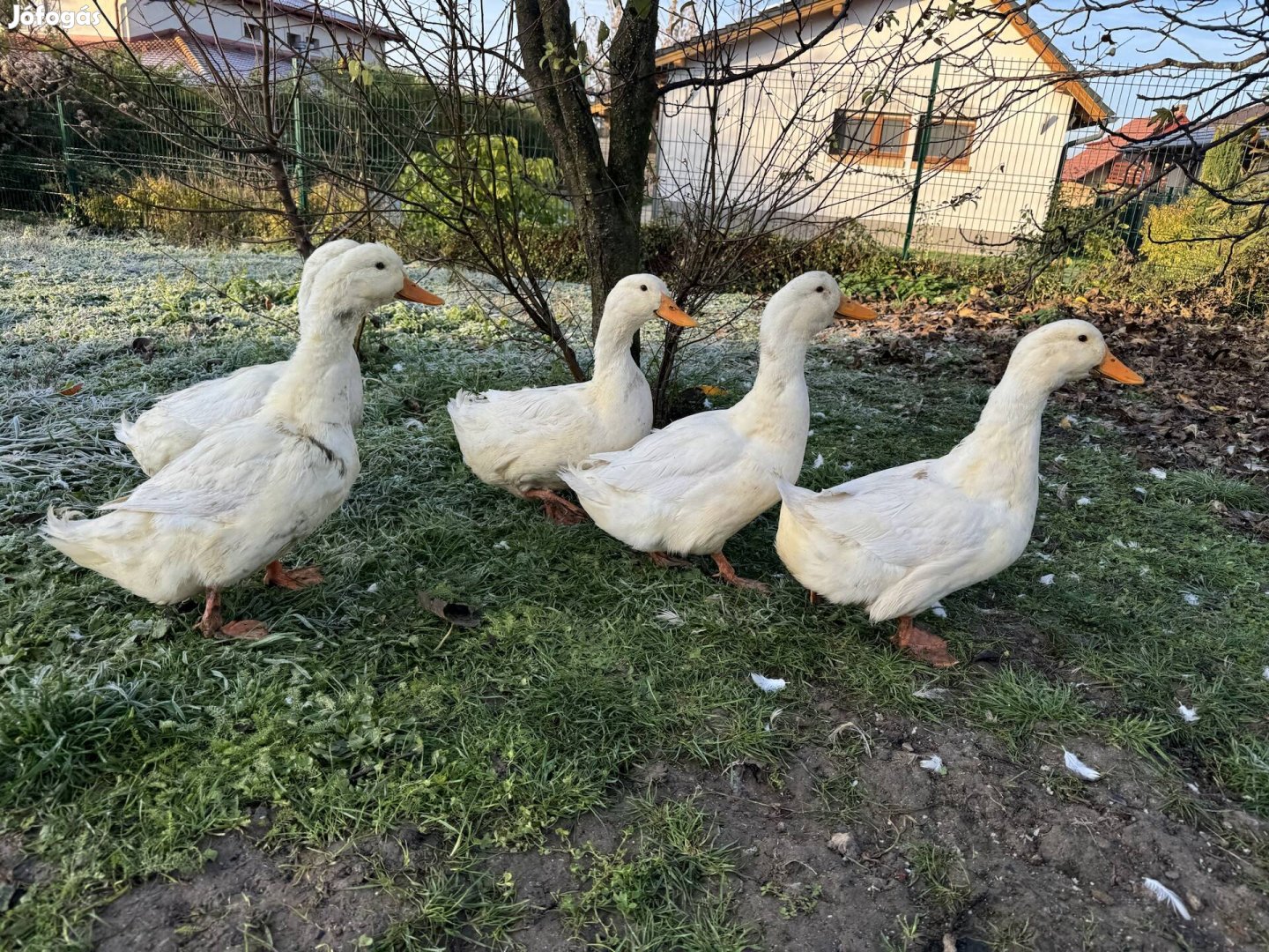 Kacsa magyar kacsa kacsák vágni való házi