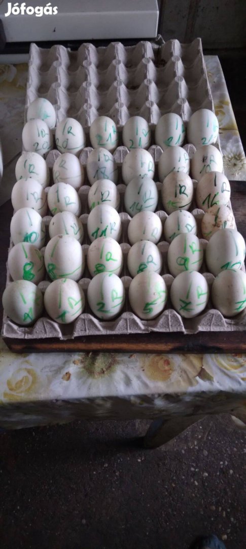 Kacsa tojás eladó