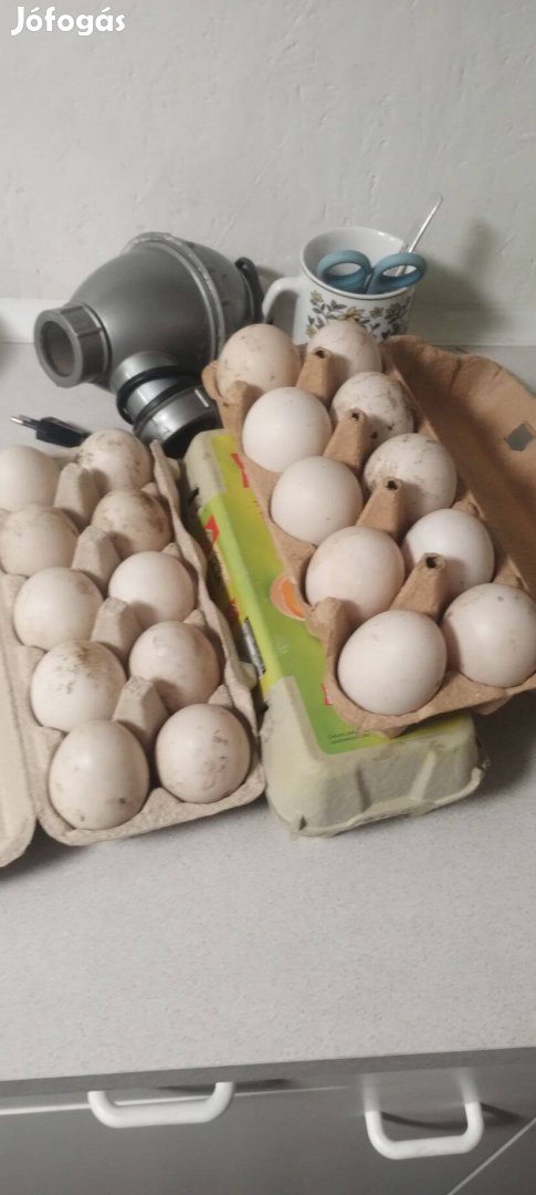 Kacsa tojás kacsatojás keltetni