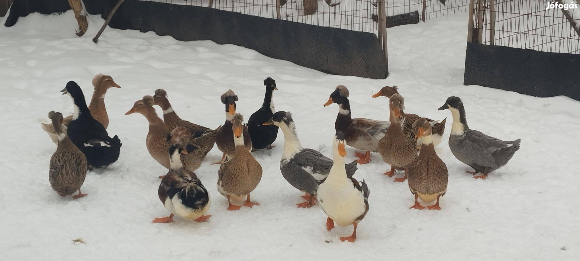 Kacsák eladó