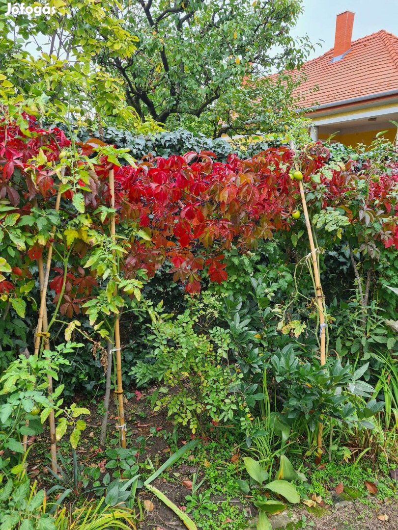 Kacsos vadszőlő (Parthenocissus quinquefolia) konténeres növények