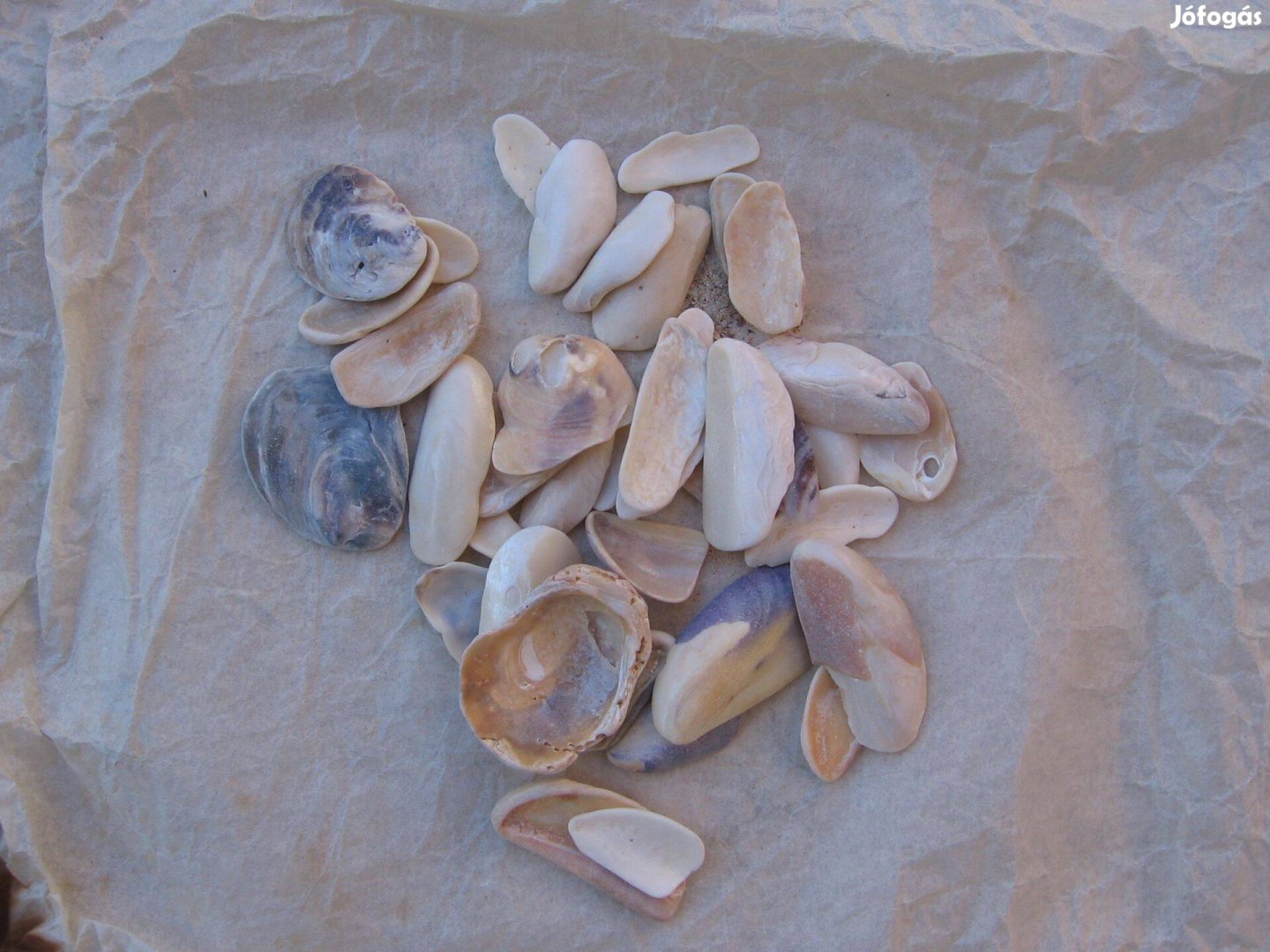 Kagylók, apró méretű