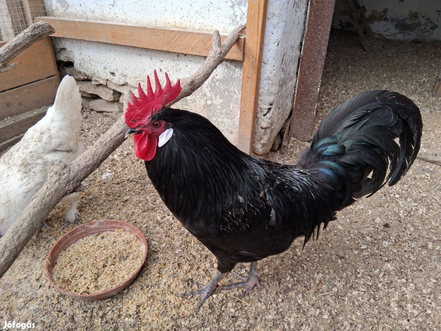 Kakas, törpekakas és tyúk eladó