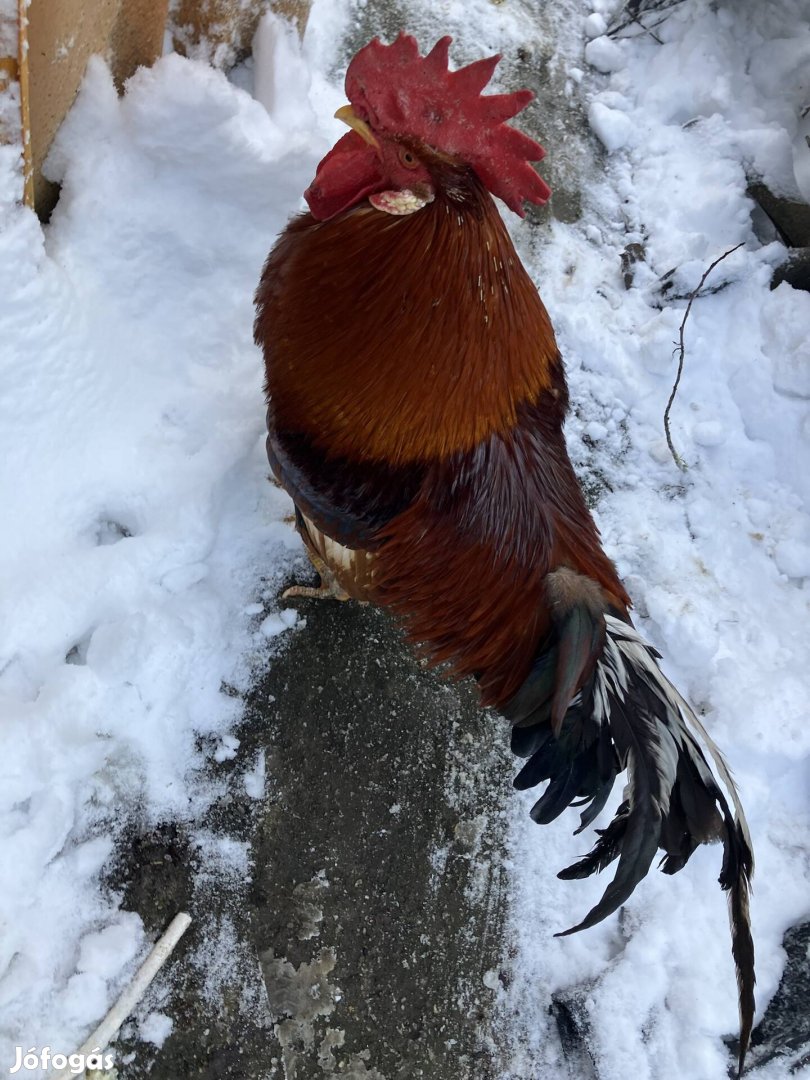 Kakas elado fél italiai