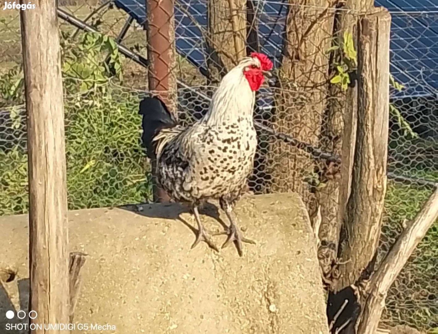 Kakasok Ayam Cemani vérvonalal