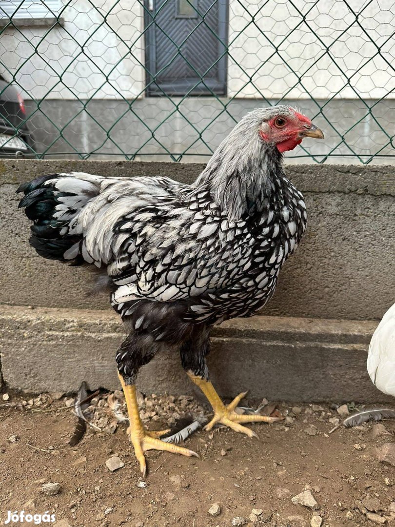 Kakasok , australorp, wyandotten