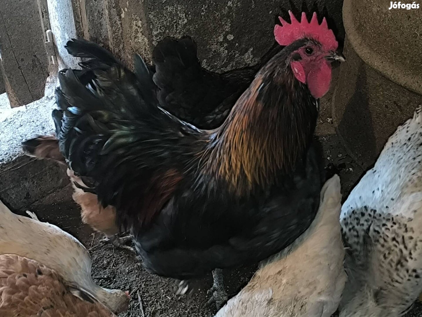 Kakasok eladók