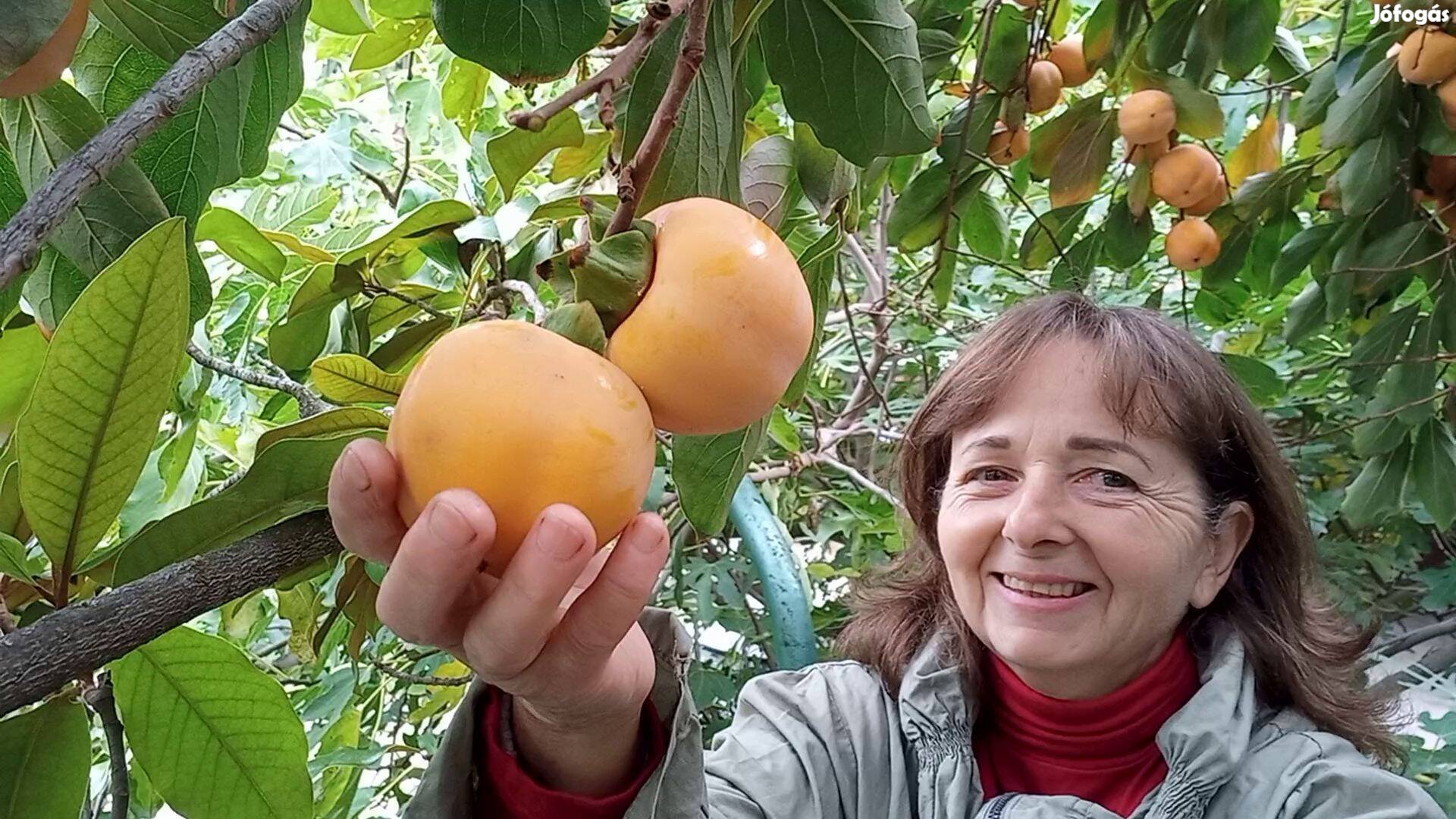 Kakiszilvafa, jujuba, papau, gránátalma, pekándió, kivi, füge, selyem