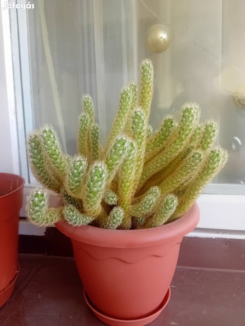 Kaktusz 6 cm