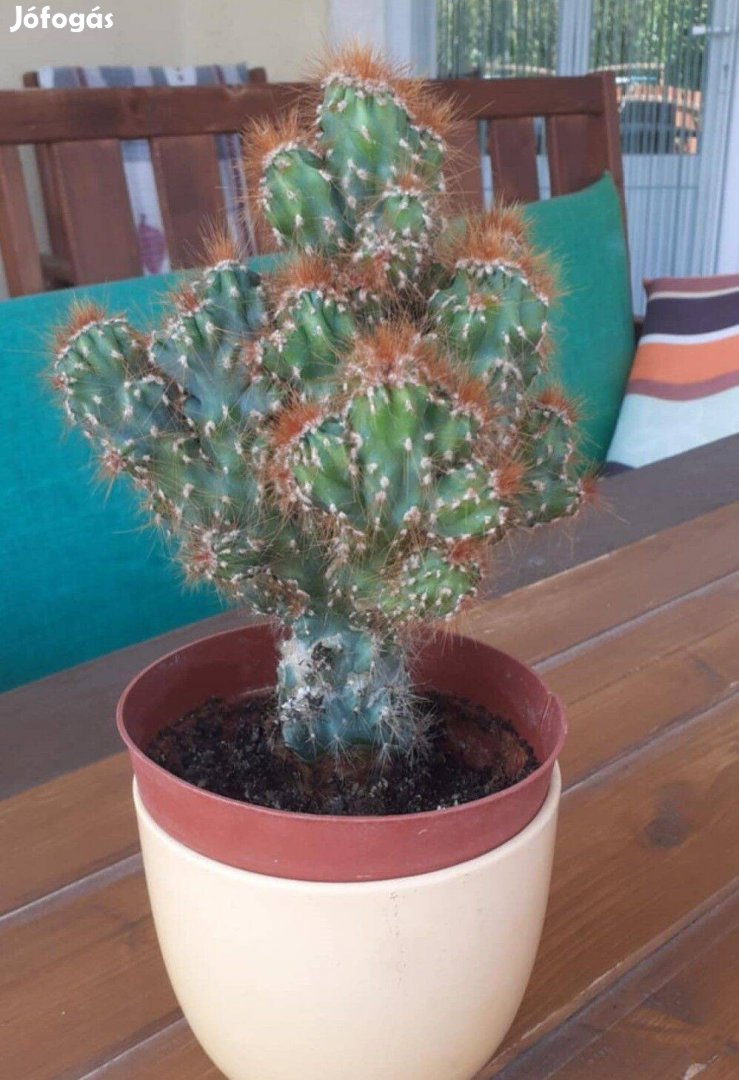 Kaktusz Cereus peruvianus monstrosus