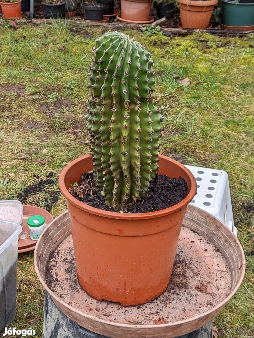 Kaktusz (30 cm)