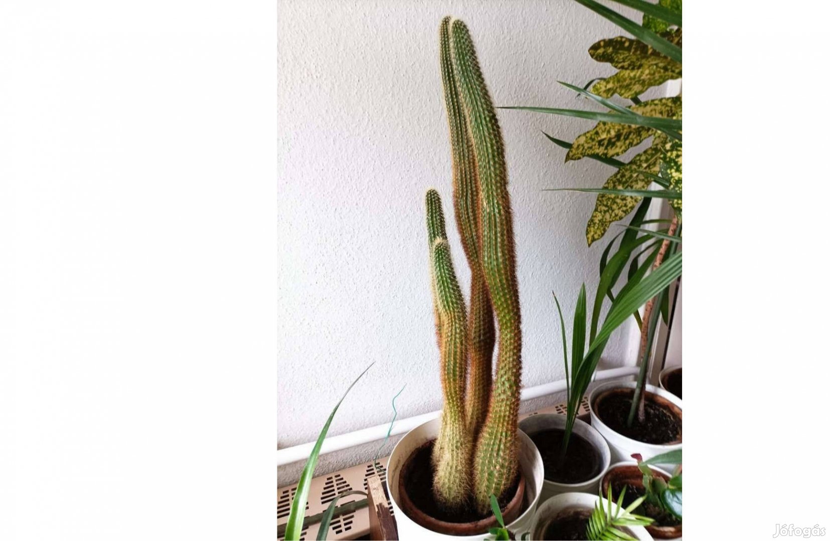 Kaktusz (70 cm) 1999 XVII