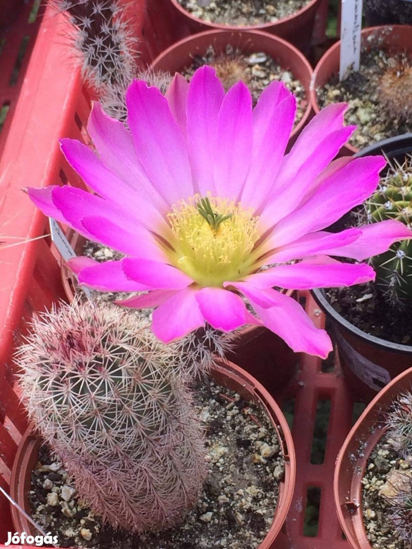 Kaktusz (Echinocereus scopulorum)