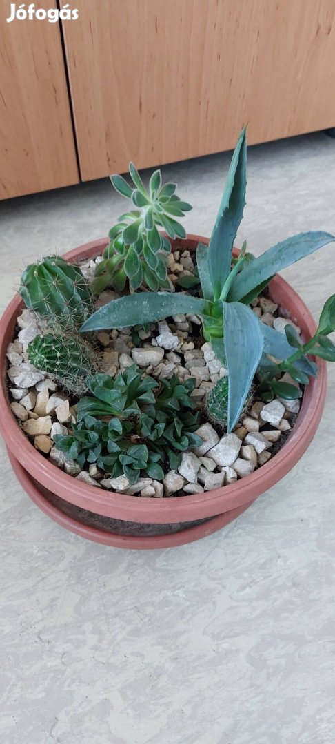Kaktusz - pozsgás növémyes 23 cm-es cserépben