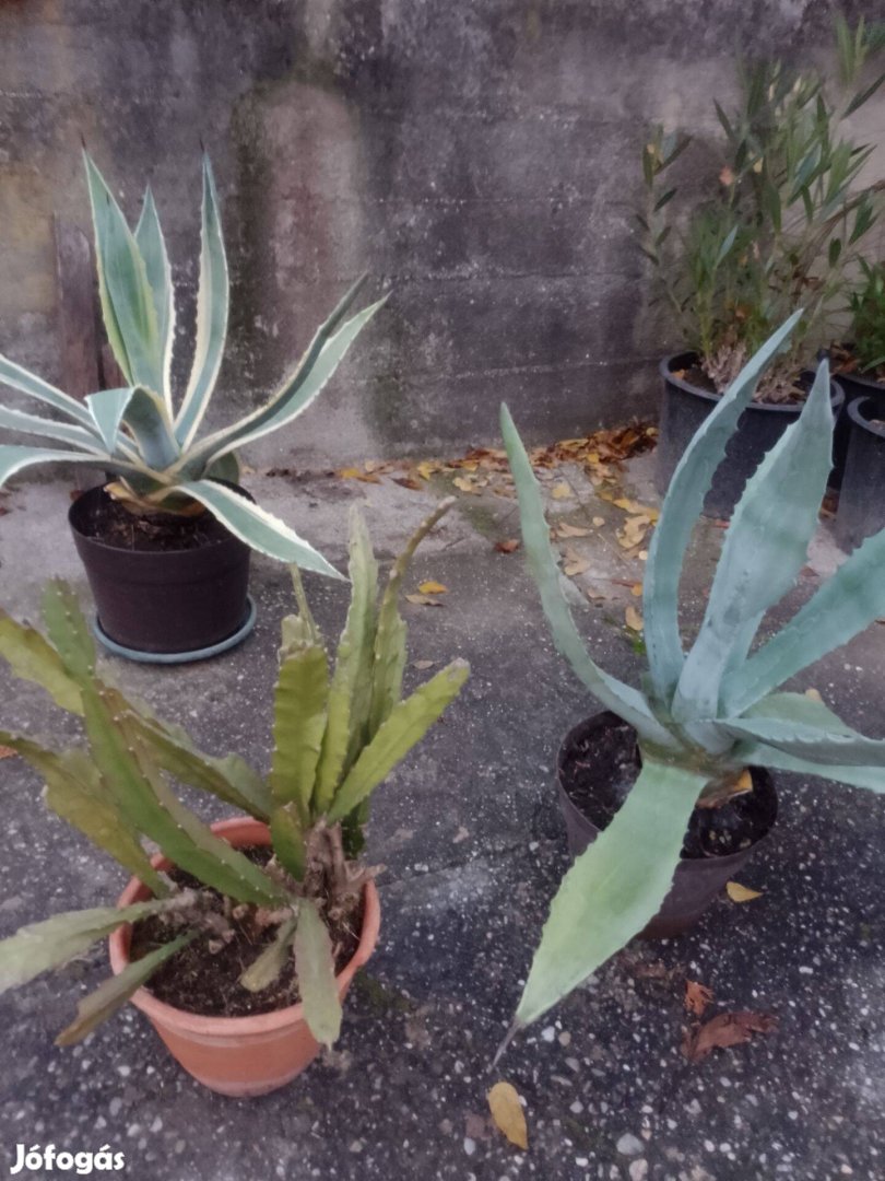 Kaktusz agave Zalaegerszegen